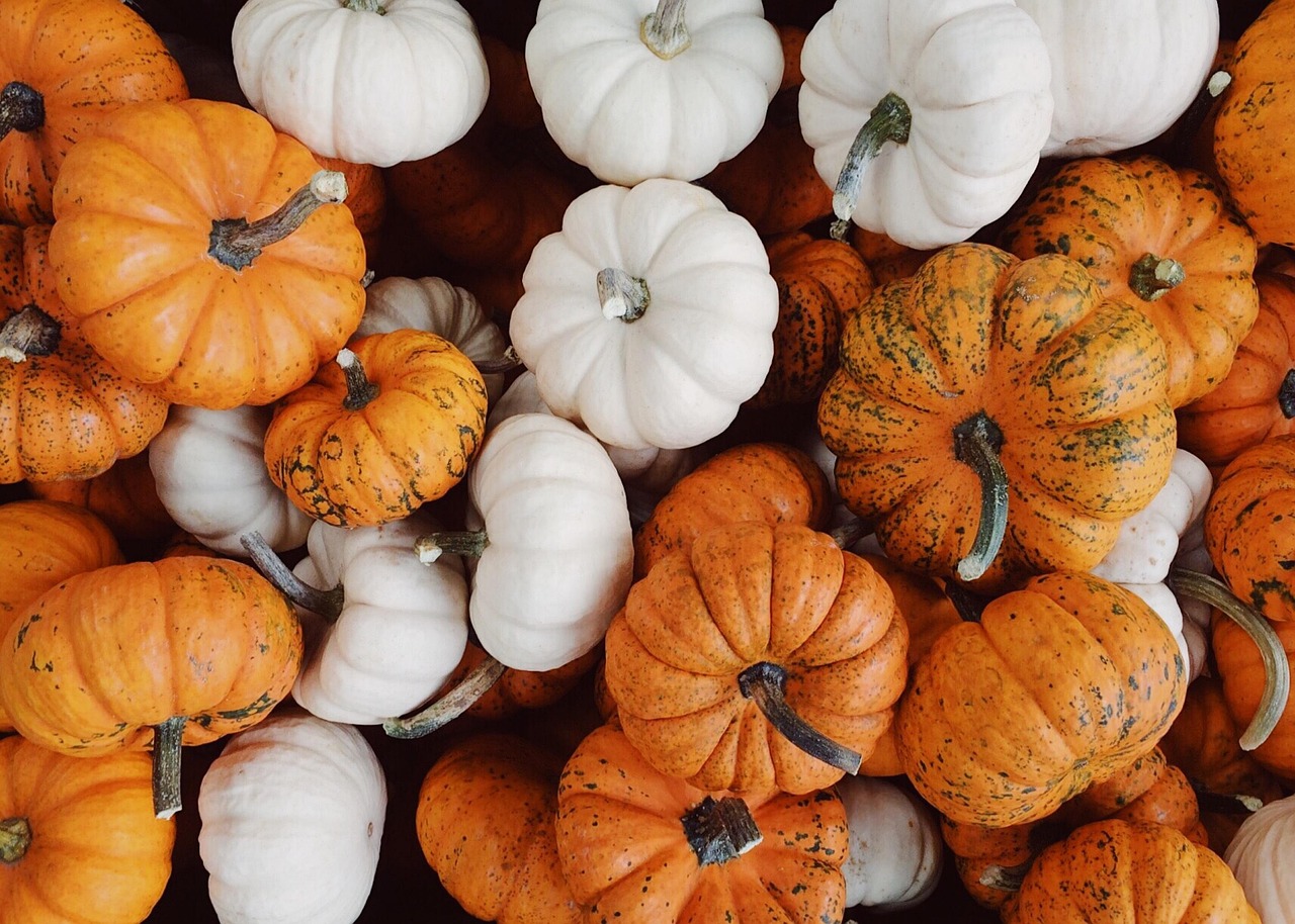 How to Grow a Pumpkin Patch in Your Backyard